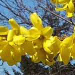 forsythia