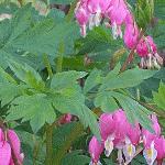 bleeding hearts