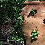 planter and cat