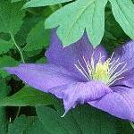 clematis