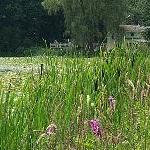 cattails