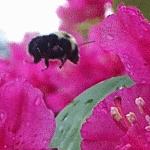 bee and rhododendron